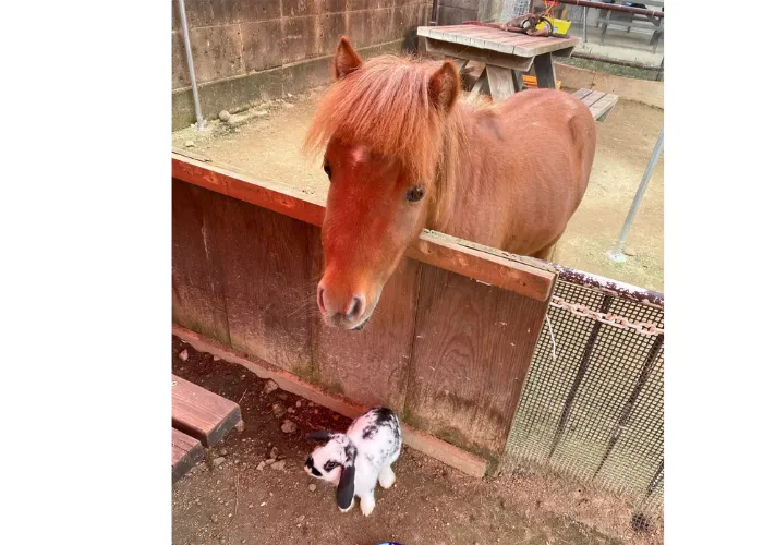 PLAYKNOLL動物ふれあい体験|ポニーとうさぎ